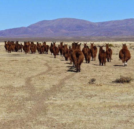 Verso Salta