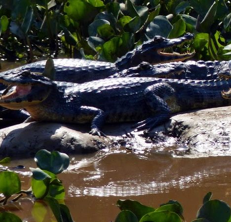 Nella selva di Rurrenabaque