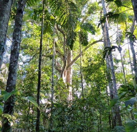 Pampas del Yacuma